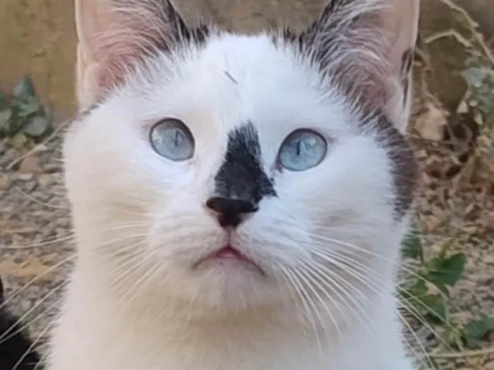 Gato ra a SRD-ViraLata idade 2 anos nome Romeu 