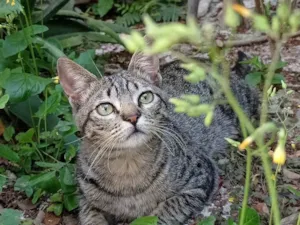 Gato raça SRD-ViraLata idade 2 a 6 meses nome Não tem 