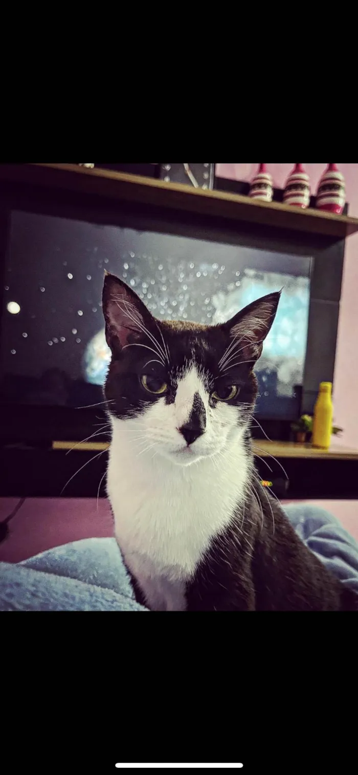 Gato ra a SRD-ViraLata idade 5 anos nome Pandora 