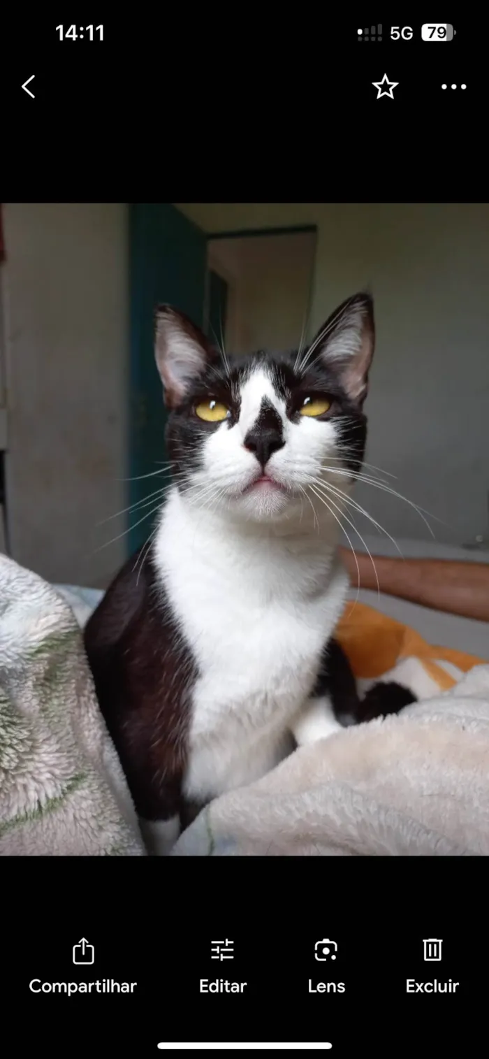 Gato ra a SRD-ViraLata idade 5 anos nome Pandora 