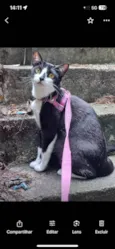 Pandora 