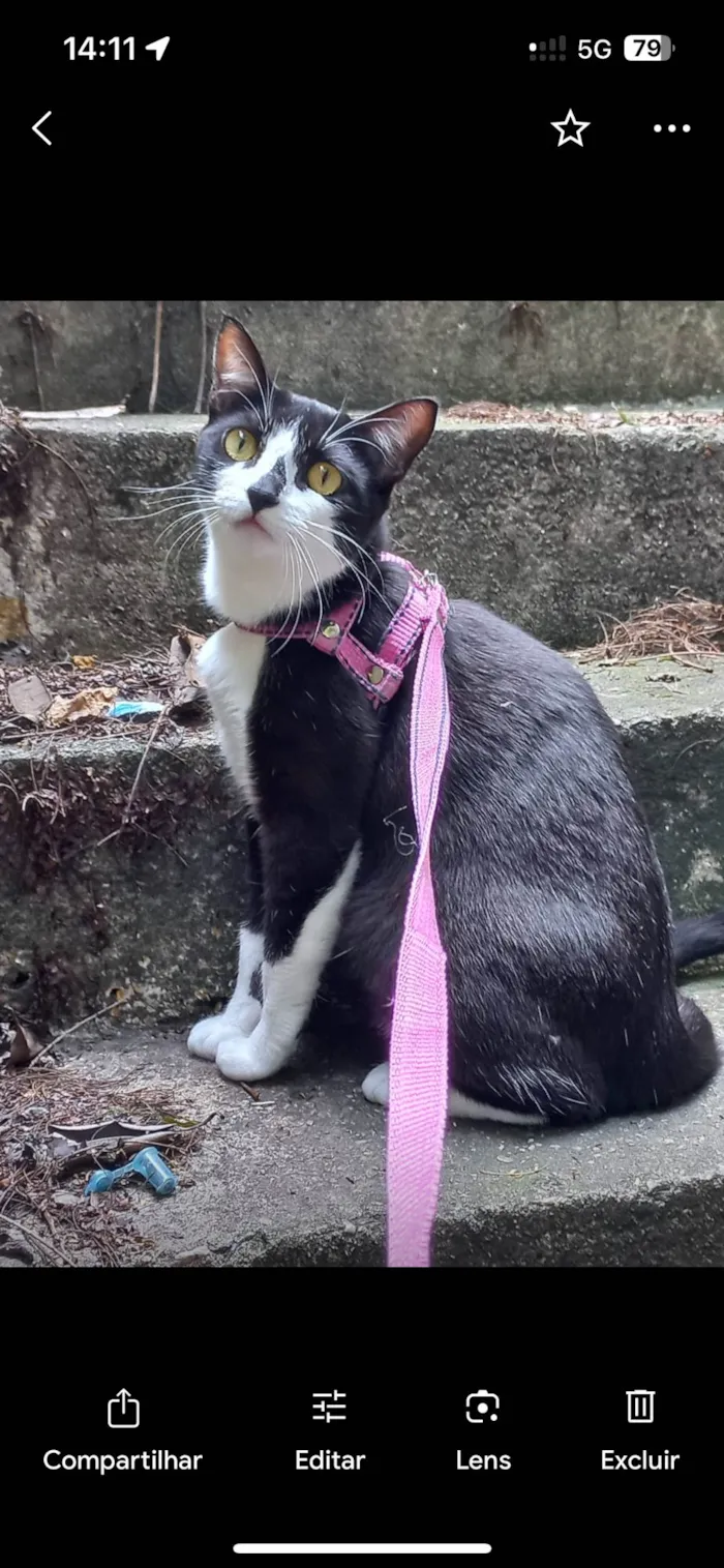 Gato ra a SRD-ViraLata idade 5 anos nome Pandora 