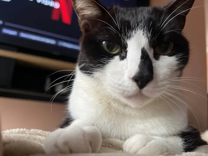 Gato ra a SRD-ViraLata idade 5 anos nome Pandora 