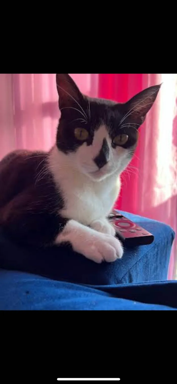 Gato ra a SRD-ViraLata idade 5 anos nome Pandora 