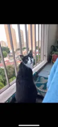 Pandora