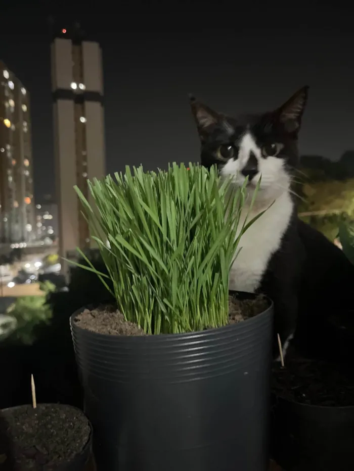 Gato ra a SRD-ViraLata idade 5 anos nome Pandora 
