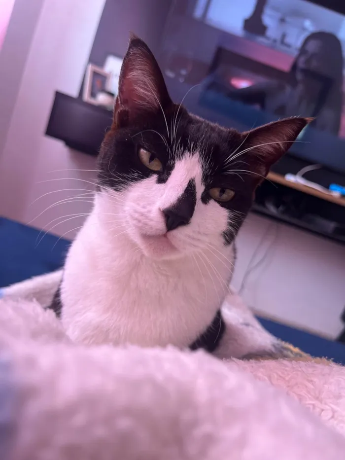 Gato ra a SRD-ViraLata idade 5 anos nome Pandora 