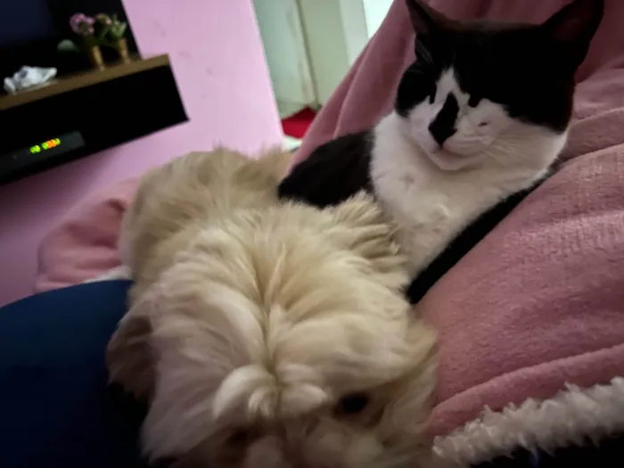 Gato ra a SRD-ViraLata idade 5 anos nome Pandora 