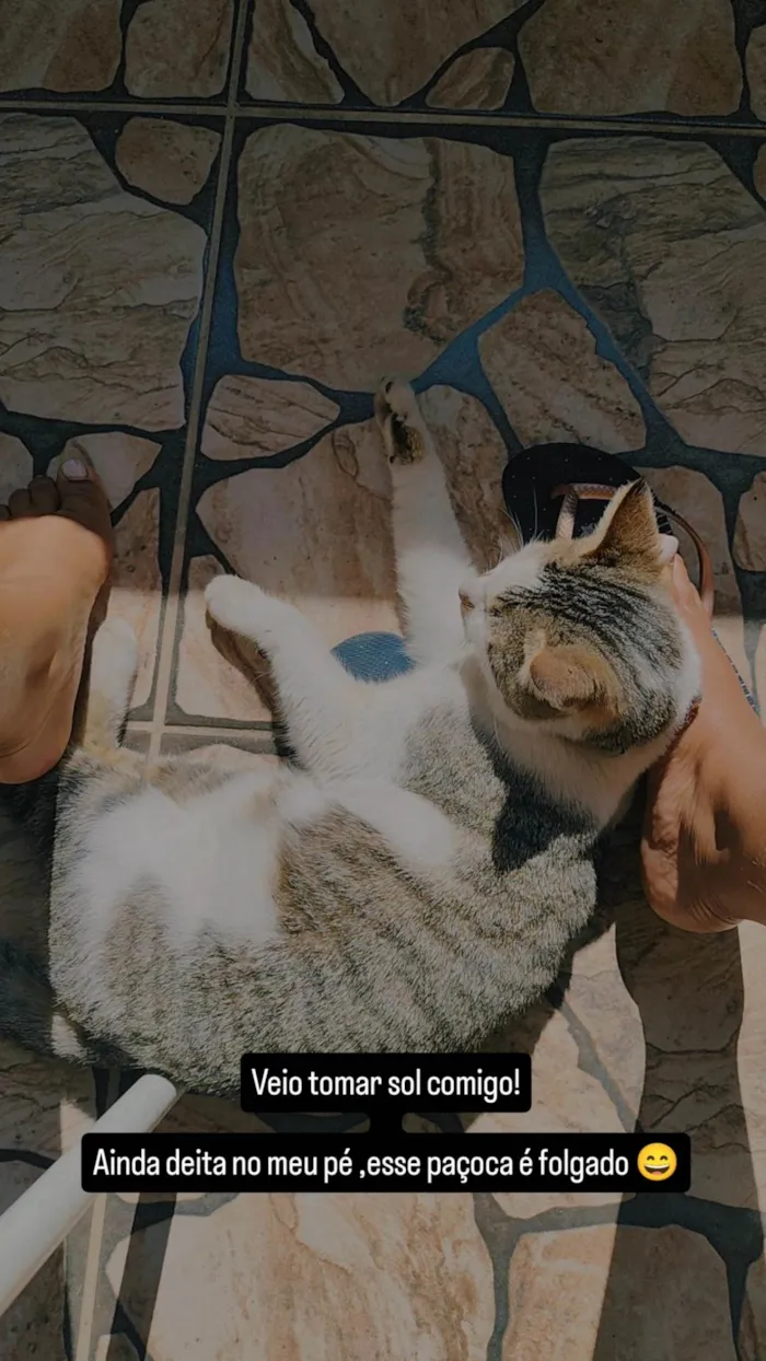 Gato ra a SRD-ViraLata idade 2 anos nome Paçoca 