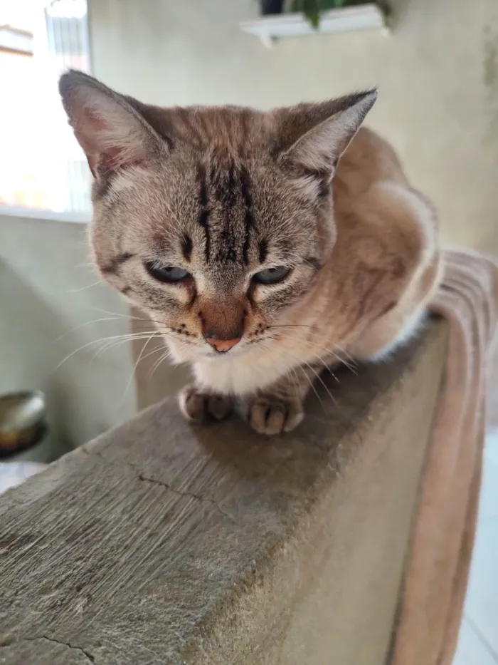 Gato ra a SRD-ViraLata idade 2 anos nome Barba branca 