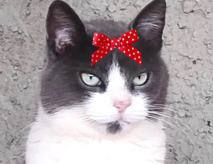 Gato ra a SRD-ViraLata idade 1 ano nome Julia 