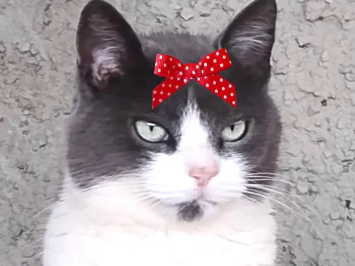 Gato ra a SRD-ViraLata idade 1 ano nome Julia 