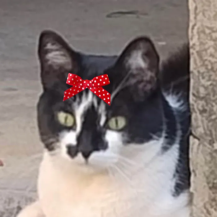 Gato ra a SRD-ViraLata idade 1 ano nome Brenda 