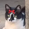 Brenda