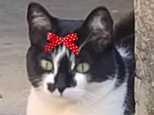 Gato raça SRD-ViraLata idade 1 ano nome Brenda 
