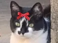 Brenda