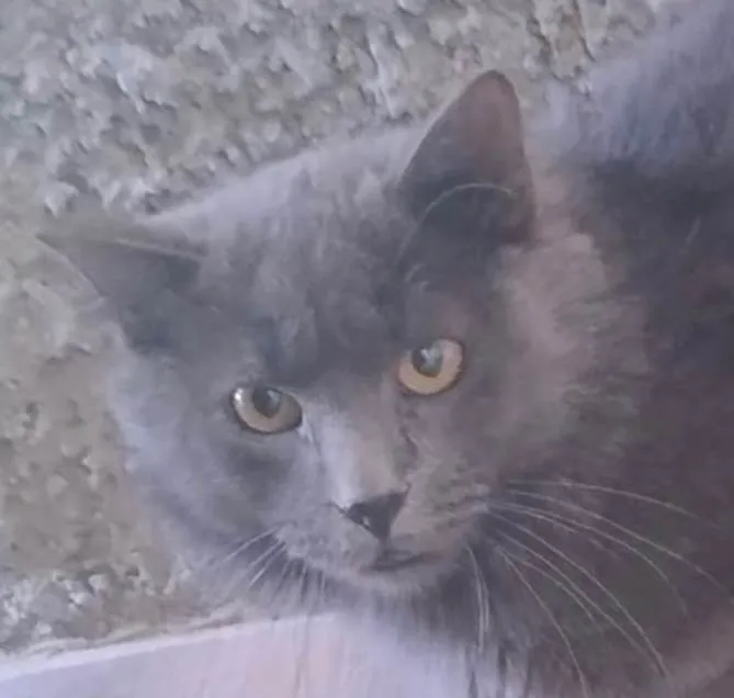 Gato ra a SRD-ViraLata idade 7 a 11 meses nome SKY 