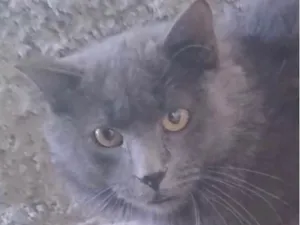 Gato raça SRD-ViraLata idade 7 a 11 meses nome SKY 