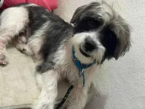Cachorro raça Lhasa Apso idade 1 ano nome Sem nome