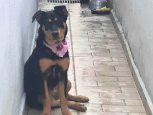 Cachorro raça Rottweiler idade 7 a 11 meses nome Ayla