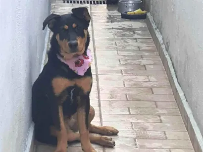 Cachorro raça Rottweiler idade 7 a 11 meses nome Ayla