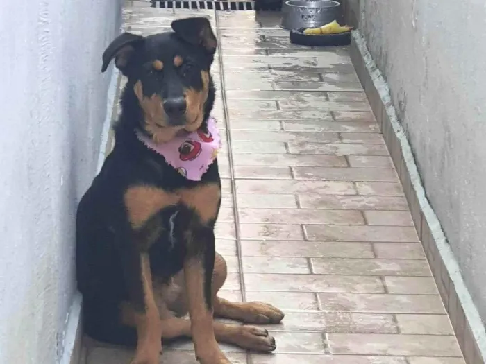 Cachorro ra a Rottweiler idade 7 a 11 meses nome Ayla