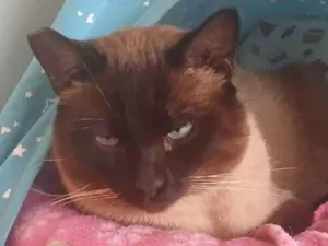 Gato raça Siamês idade 3 anos nome Alasco , Neném 