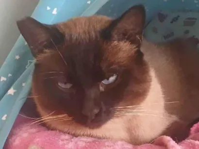 Gato raça Siamês idade 3 anos nome Alasco , Neném 