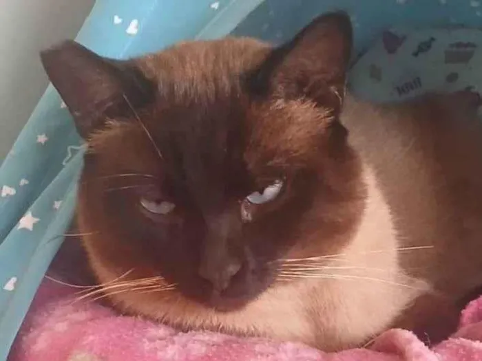 Gato ra a Siamês idade 3 anos nome Alasco , Neném 
