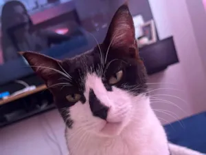 Gato raça SRD-ViraLata idade 5 anos nome Pandora 