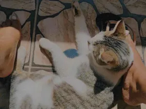 Gato raça SRD-ViraLata idade 2 anos nome Paçoca 