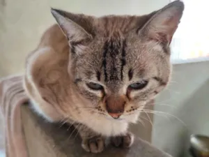 Gato raça SRD-ViraLata idade 2 anos nome Barba branca 