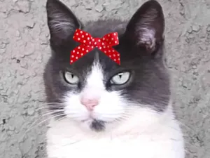 Gato raça SRD-ViraLata idade 1 ano nome Julia 