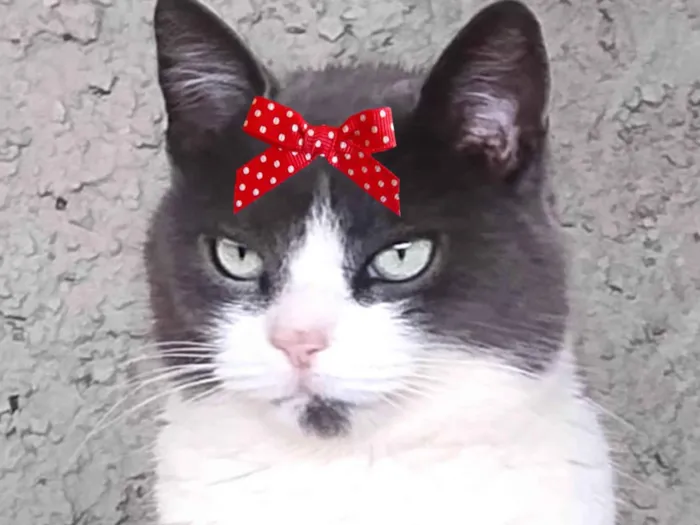 Gato ra a SRD-ViraLata idade 1 ano nome Julia 