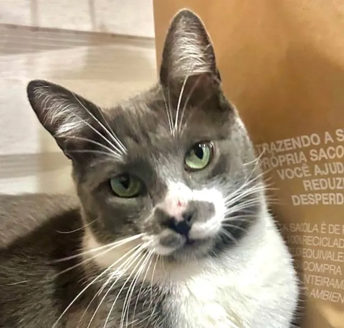 Gato ra a SRD-ViraLata idade 1 ano nome Coração 
