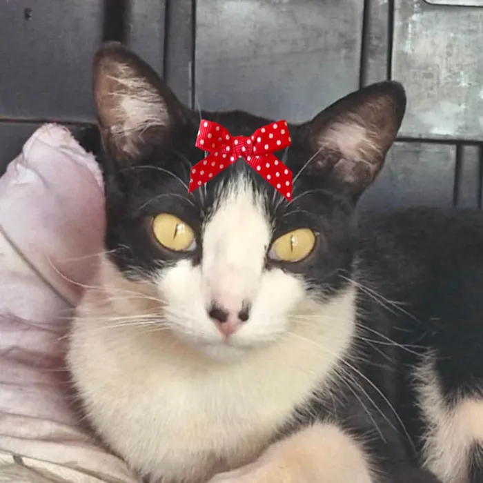 Gato ra a SRD-ViraLata idade 7 a 11 meses nome Downy 