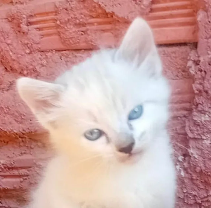 Gato ra a SRD-ViraLata idade 2 a 6 meses nome Floquinho 