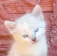 Floquinho