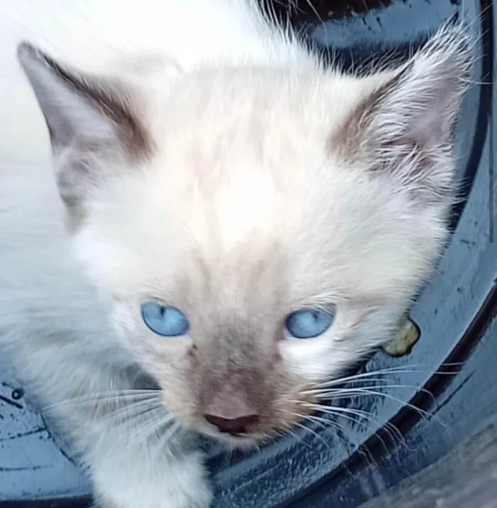 Gato ra a Siamês idade 2 a 6 meses nome Nino 