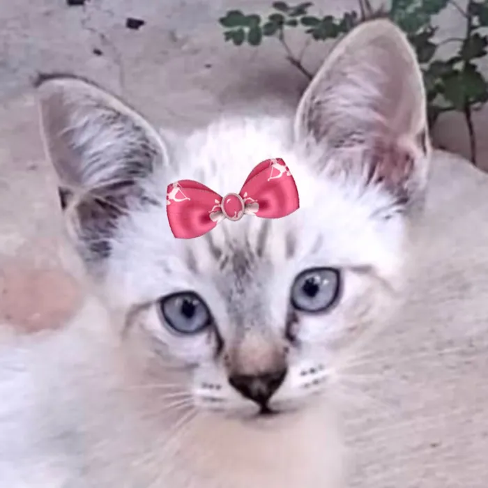 Gato ra a SRD-ViraLata idade 2 a 6 meses nome Belinha 