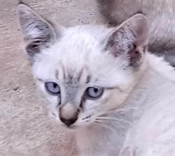 Gato ra a SRD-ViraLata idade 2 a 6 meses nome Bruno 