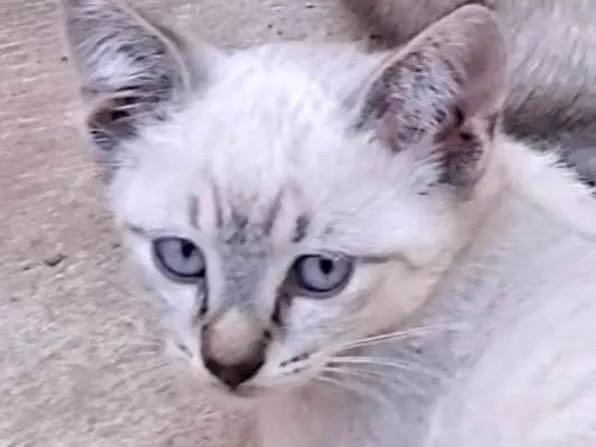 Gato ra a SRD-ViraLata idade 2 a 6 meses nome Bruno 