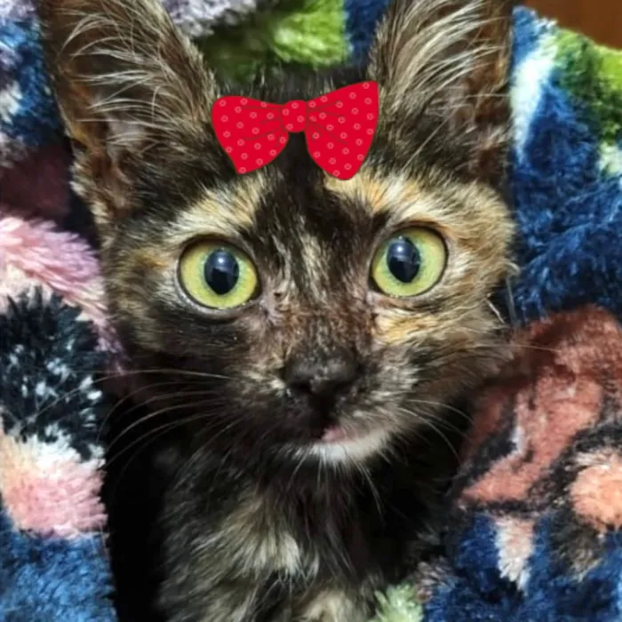 Gato ra a SRD-ViraLata idade 2 a 6 meses nome Cindy 