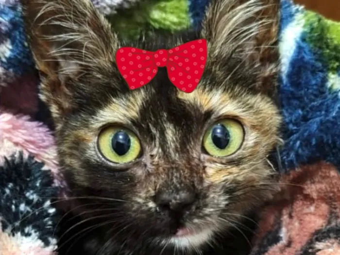 Gato ra a SRD-ViraLata idade 2 a 6 meses nome Cindy 