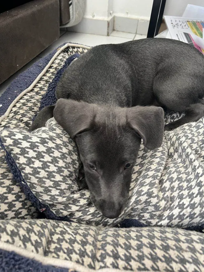 Cachorro ra a SRD-ViraLata idade Abaixo de 2 meses nome Falar com Ronie - Whats 11 95925-5706