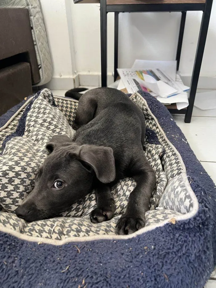 Cachorro ra a SRD-ViraLata idade Abaixo de 2 meses nome Falar com Ronie - Whats 11 95925-5706