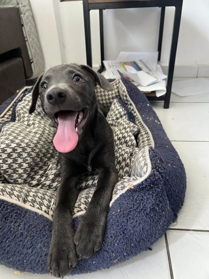 Cachorro ra a SRD-ViraLata idade Abaixo de 2 meses nome Falar com Ronie - Whats 11 95925-5706
