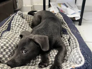 Cachorro raça SRD-ViraLata idade Abaixo de 2 meses nome Falar com Ronie - Whats 11 95925-5706