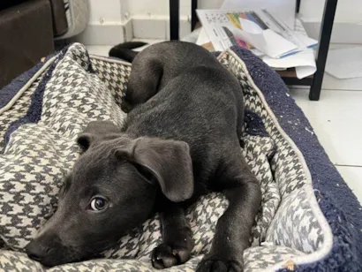 Cachorro raça SRD-ViraLata idade Abaixo de 2 meses nome Falar com Ronie - Whats 11 95925-5706