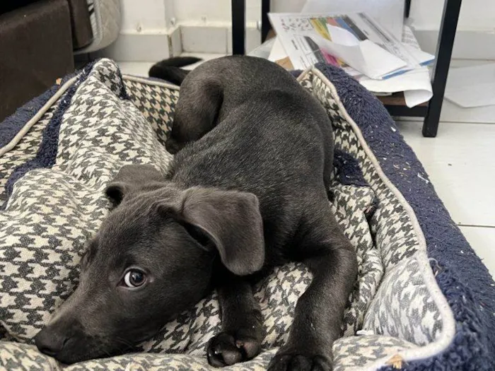 Cachorro ra a SRD-ViraLata idade Abaixo de 2 meses nome Falar com Ronie - Whats 11 95925-5706